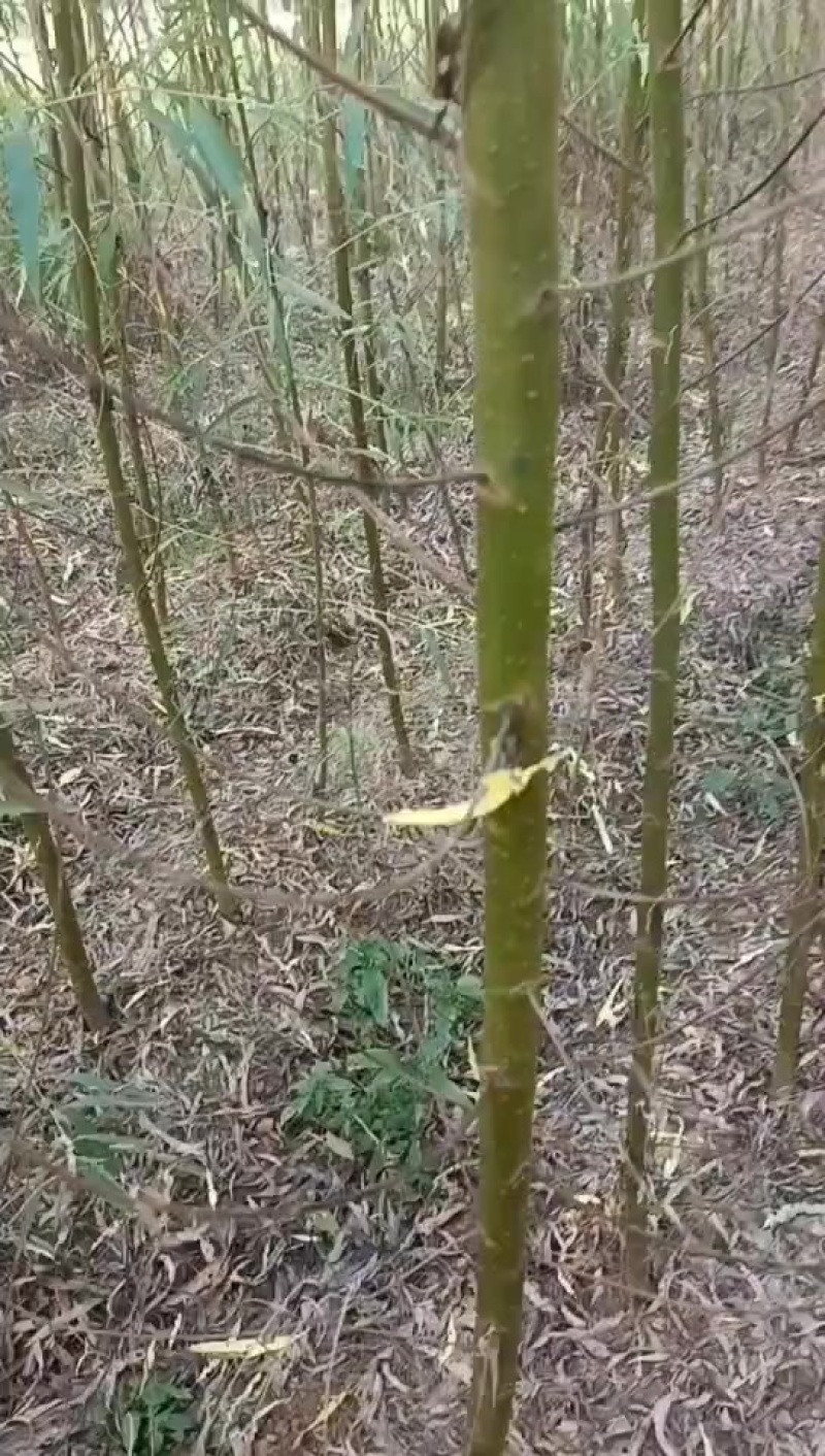 垂柳树苗
