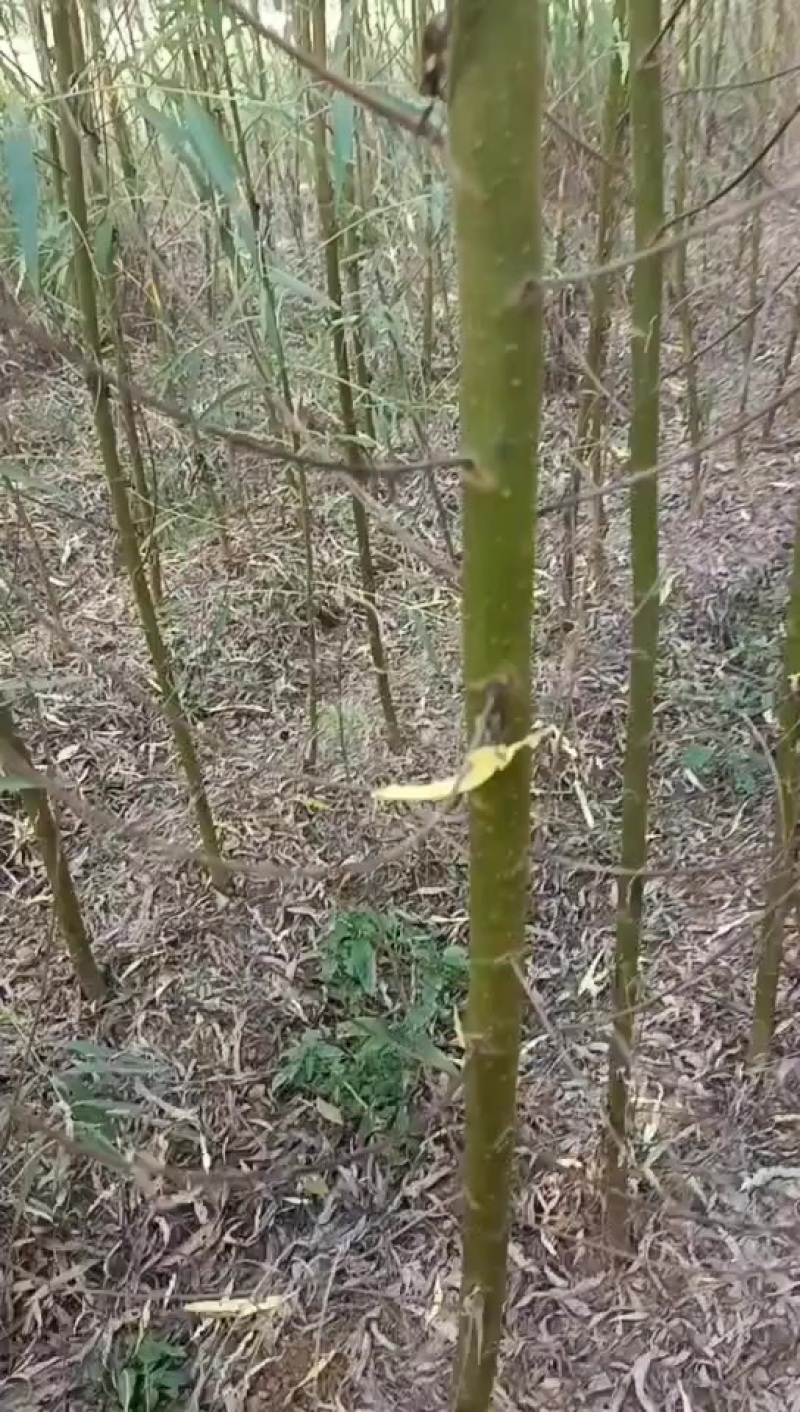 垂柳树苗