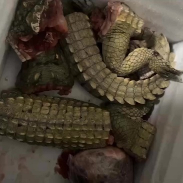 鳄鱼肉