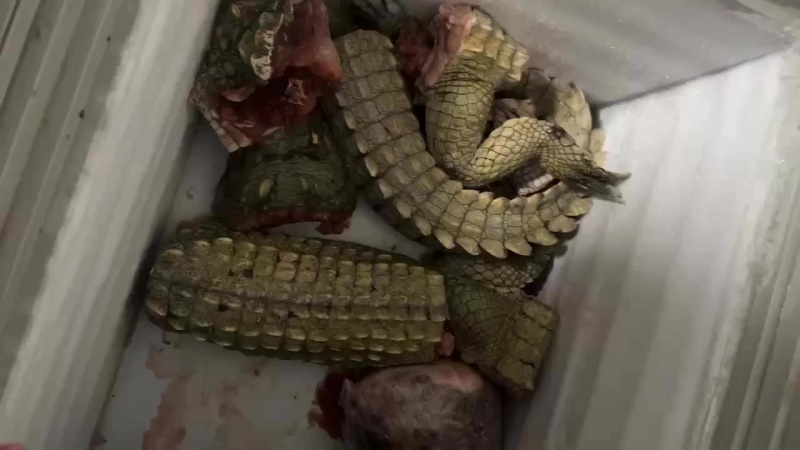 鳄鱼肉