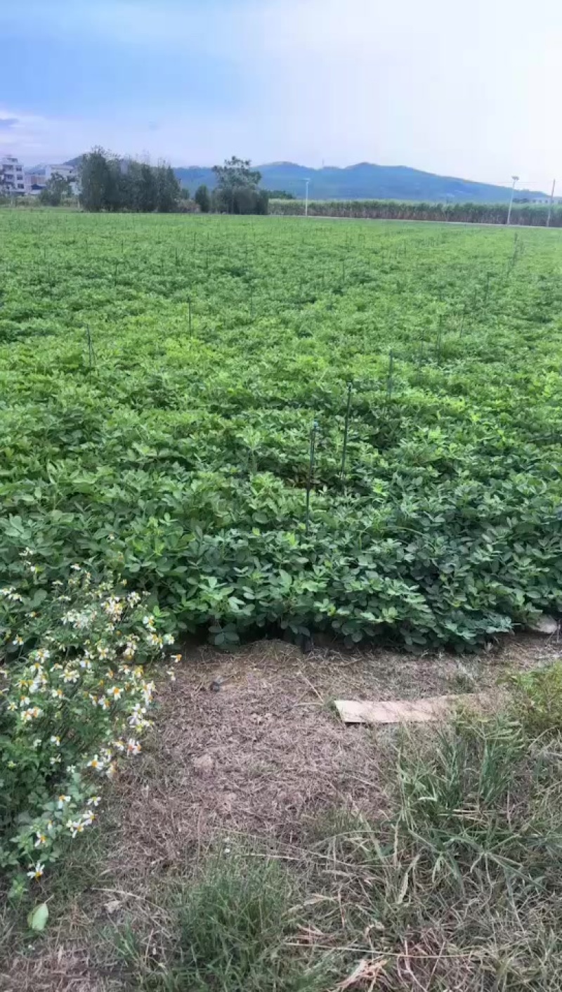 新鲜花生