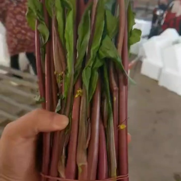 湖北精品红菜苔上市了