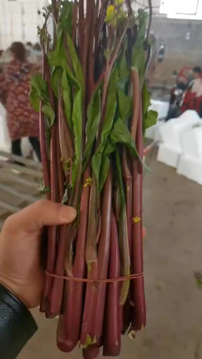 湖北精品红菜苔上市了