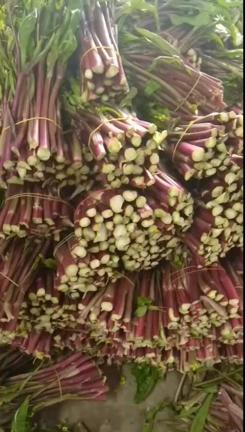 湖北精品红菜苔上市了