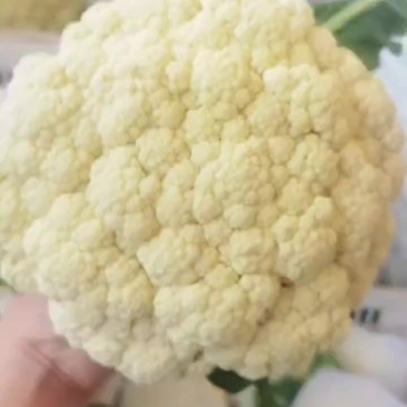 精品松花上市了