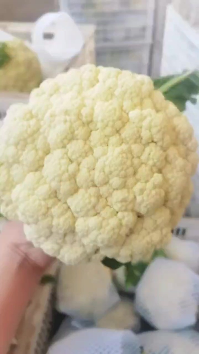 精品松花上市了