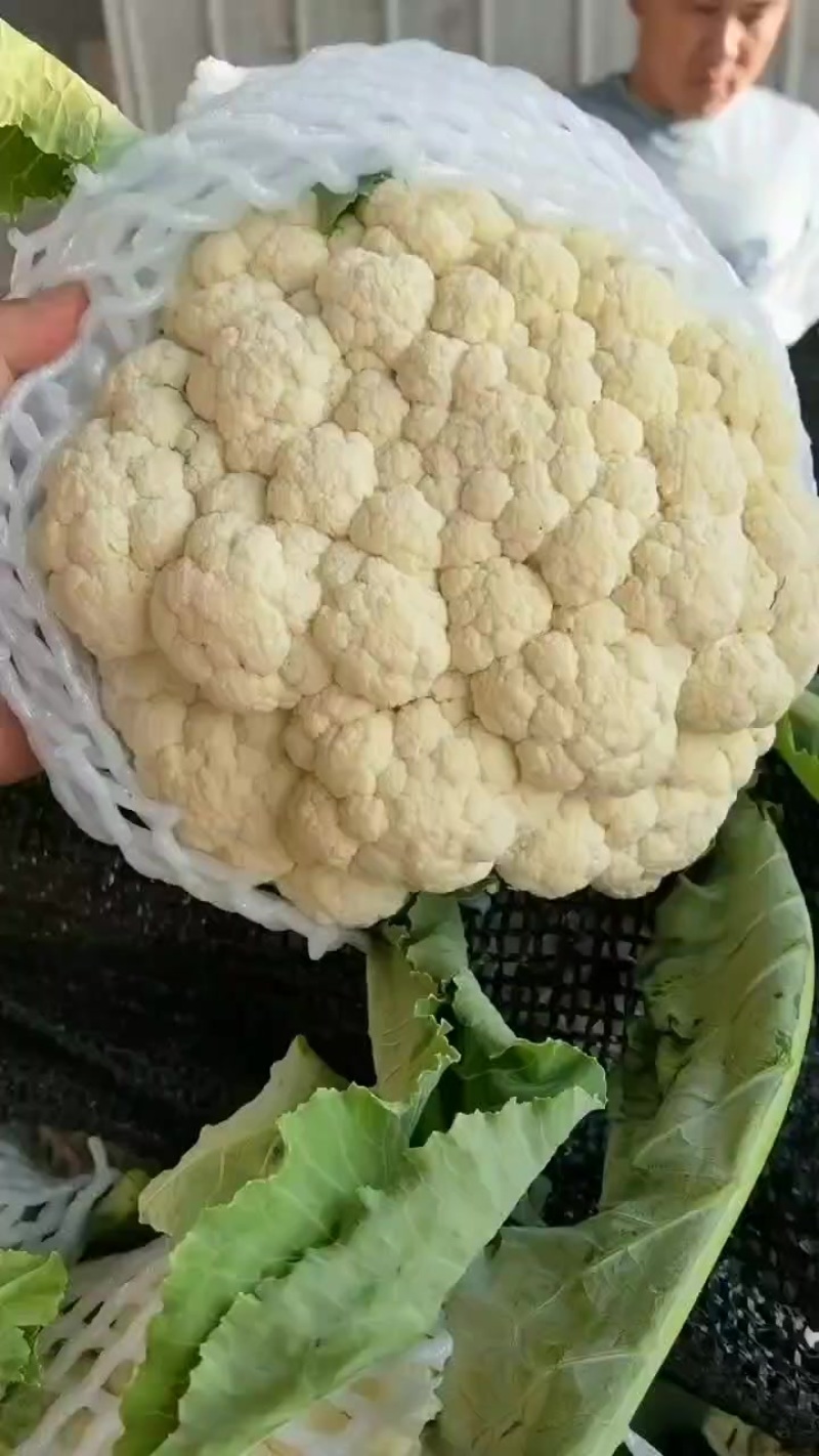 精品松花上市了