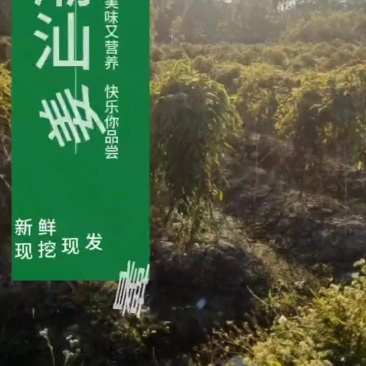 姜薯