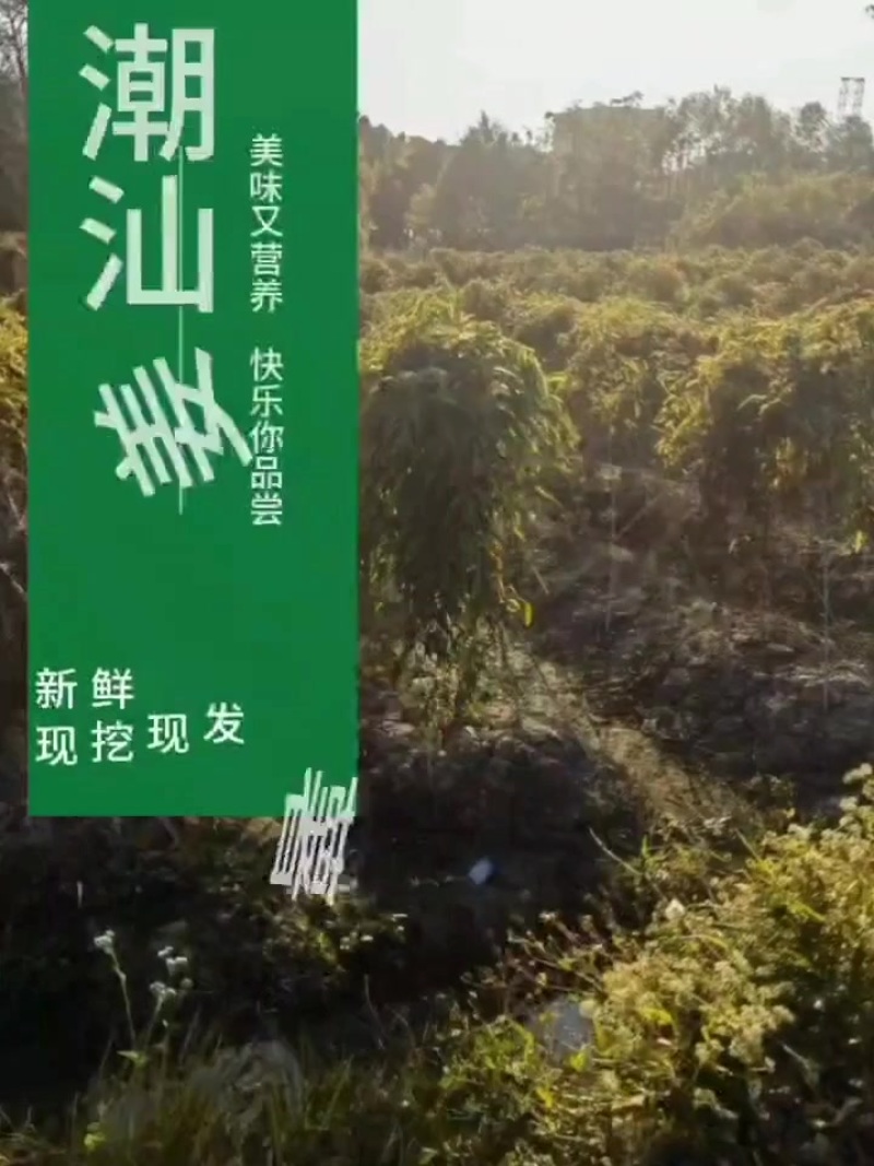 姜薯