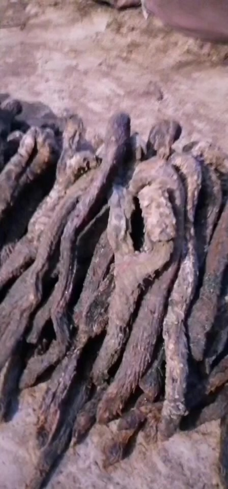 新疆肉苁蓉开始挖了，有需要联系我