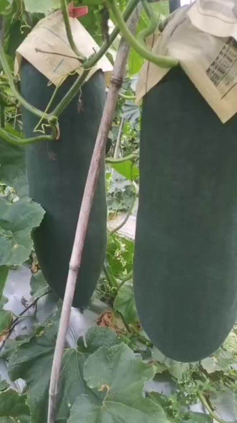 新鲜顺昌冬瓜，产地直供