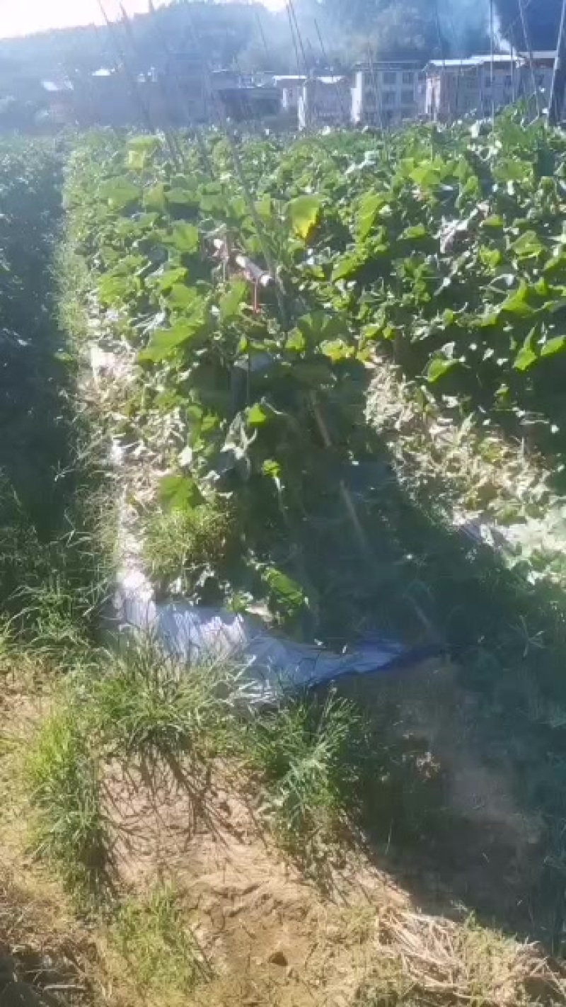 新鲜顺昌冬瓜，产地直供