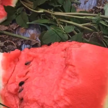 黑美人西瓜