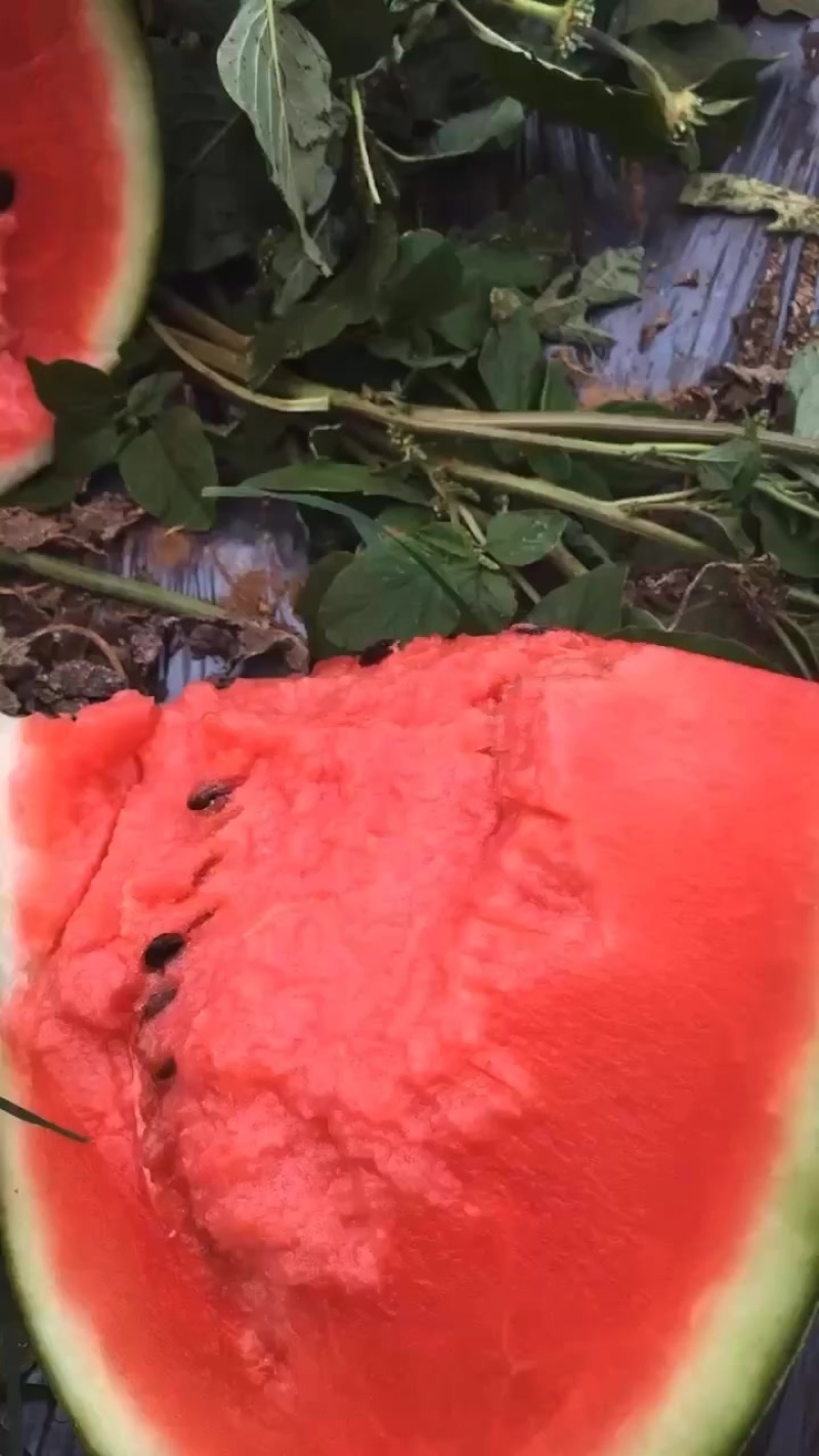 黑美人西瓜