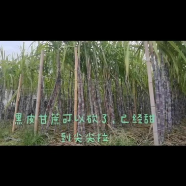 黑皮甘蔗