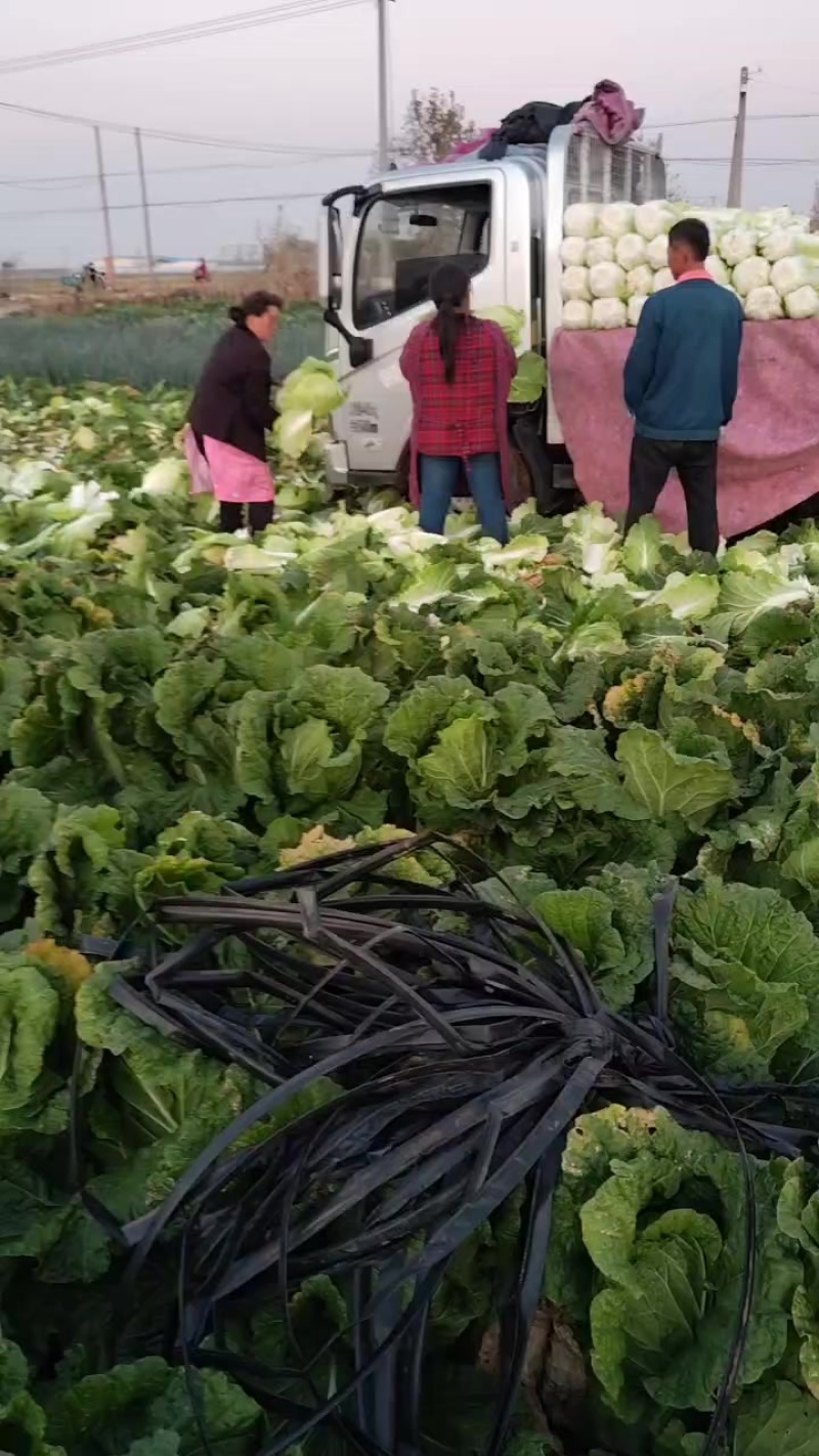 义和秋白菜