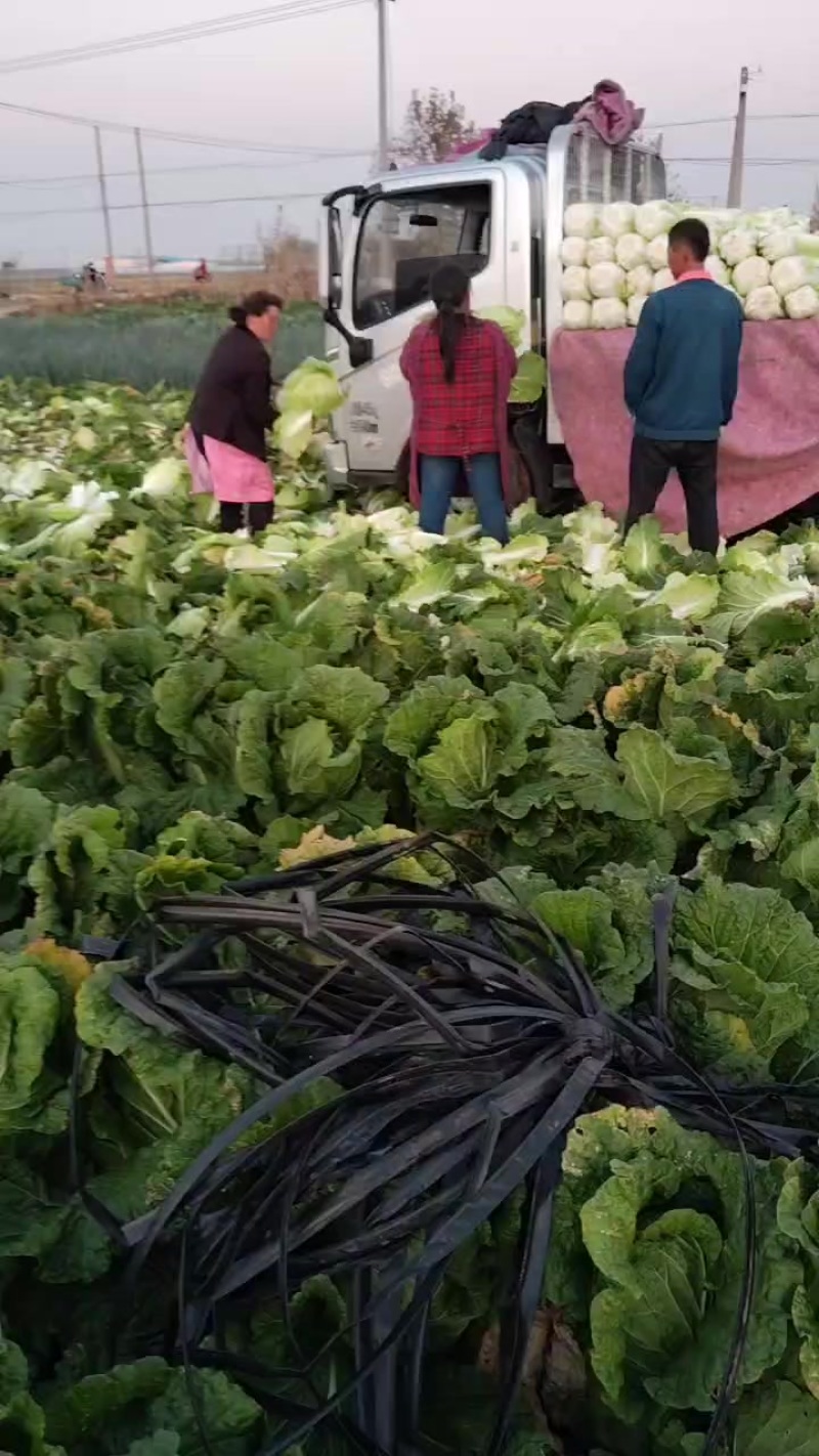 义和秋白菜