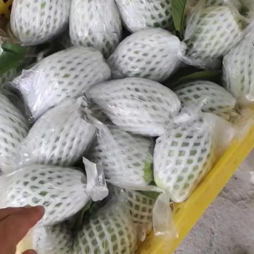 红心芭乐