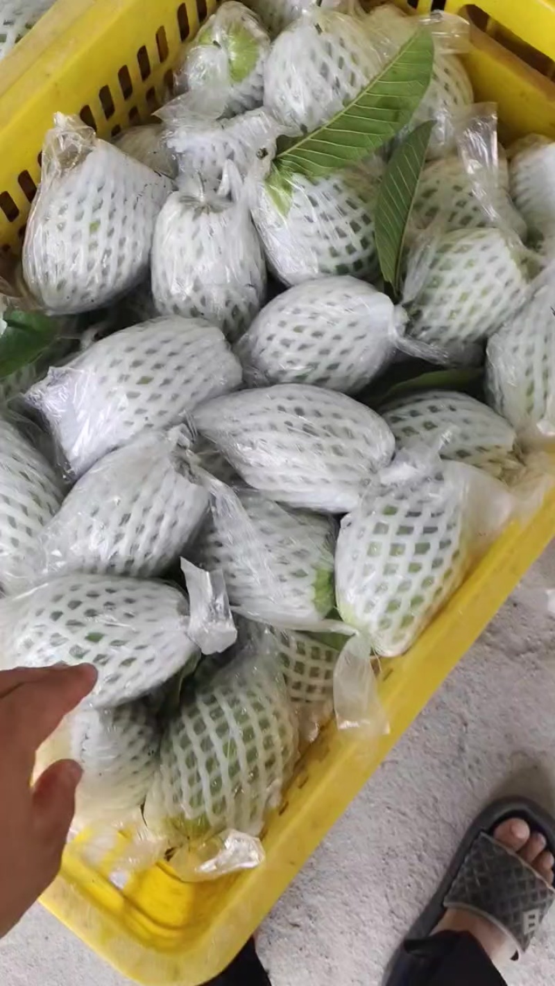 红心芭乐