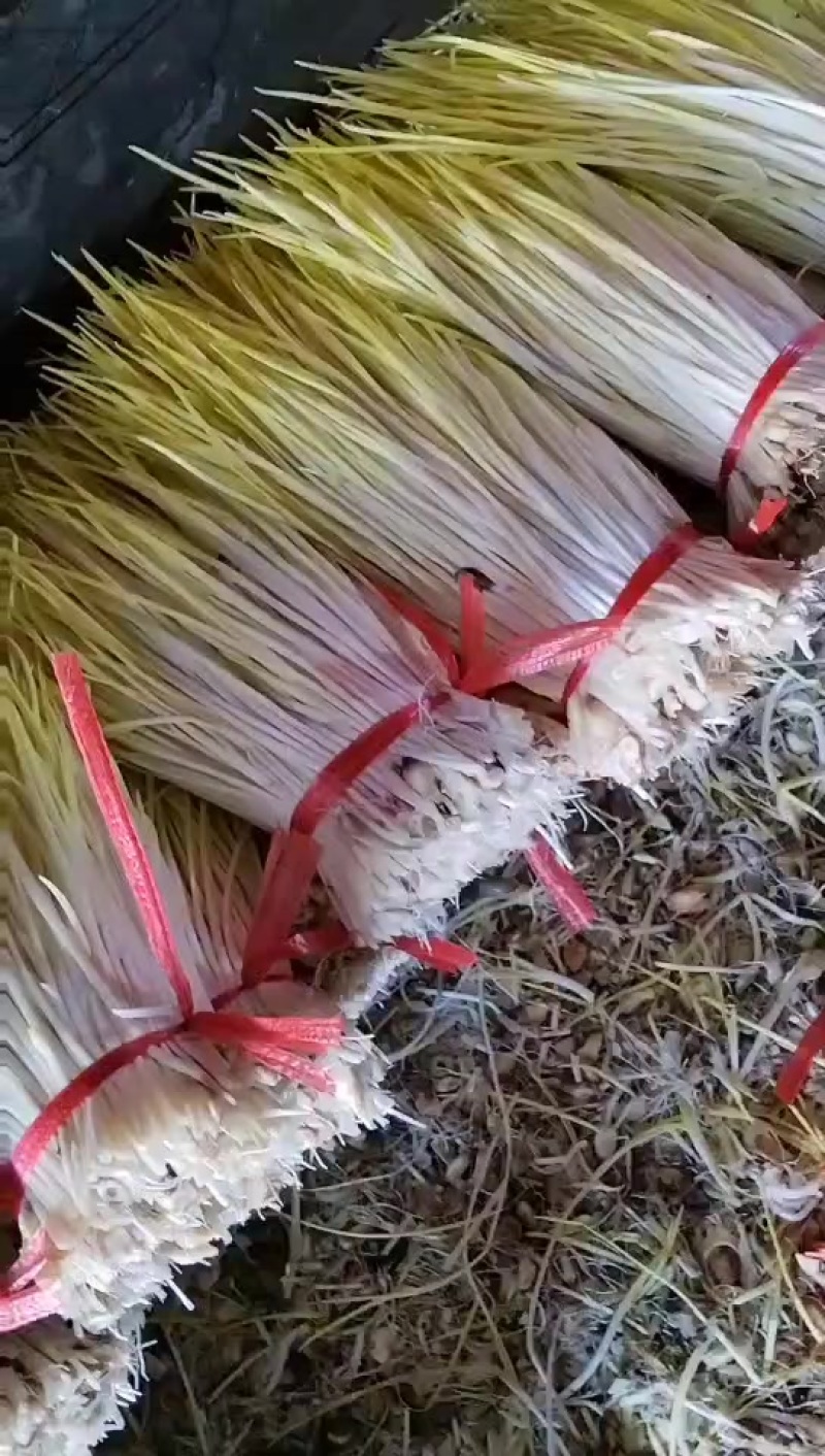 棚头现割，基地供应，物美价廉适合电商平台，全国各大市场