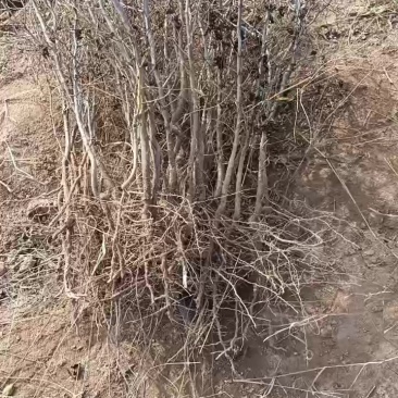 药用晋3号酸枣苗