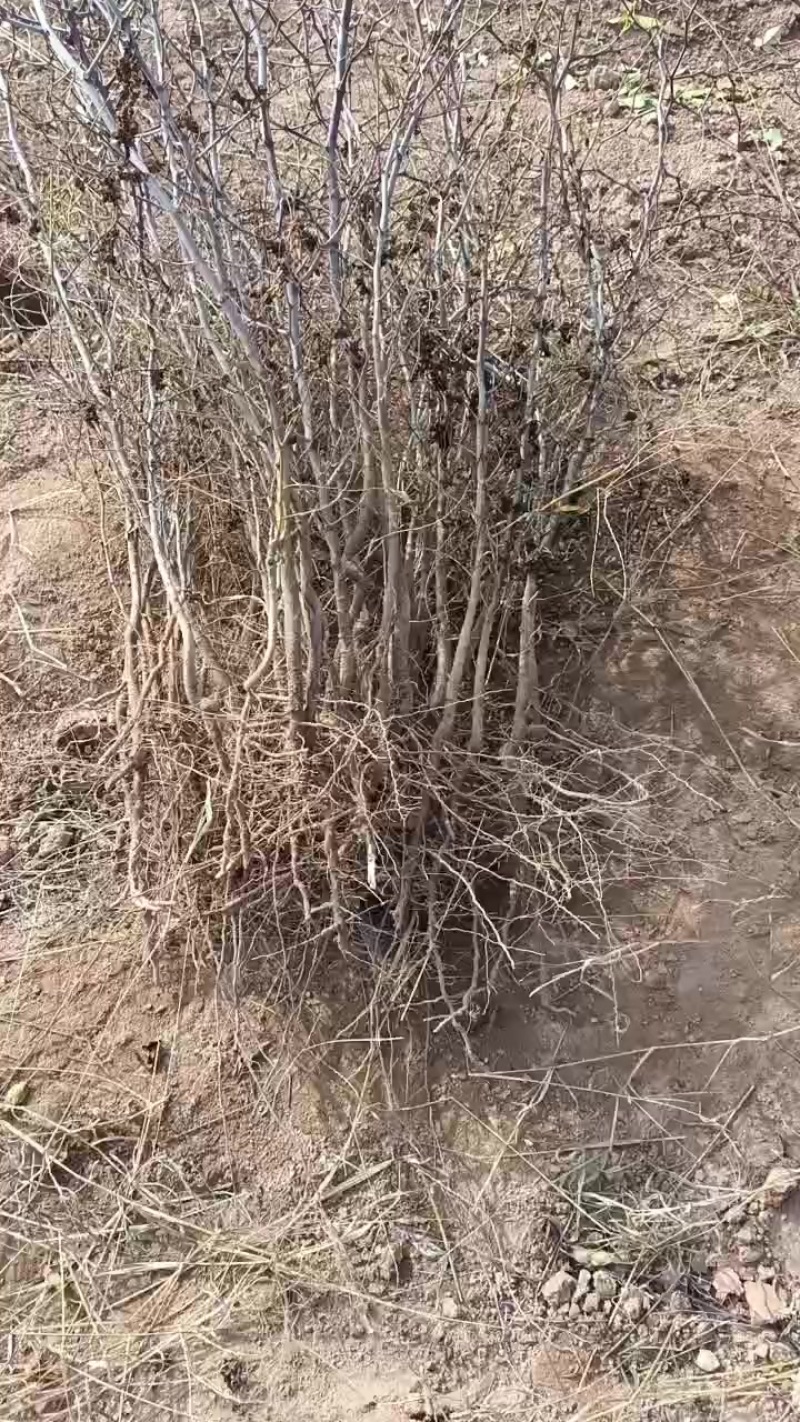 药用晋3号酸枣苗