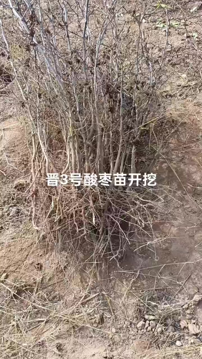 药用晋3号酸枣苗