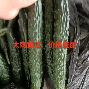 甘肃省白银市靖远精品密刺黄瓜