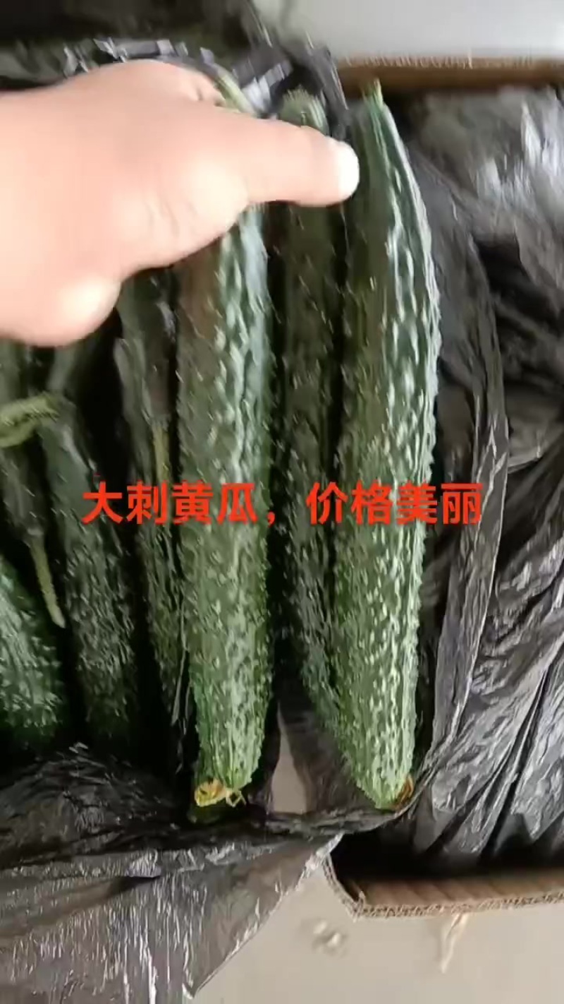 甘肃省白银市靖远精品密刺黄瓜