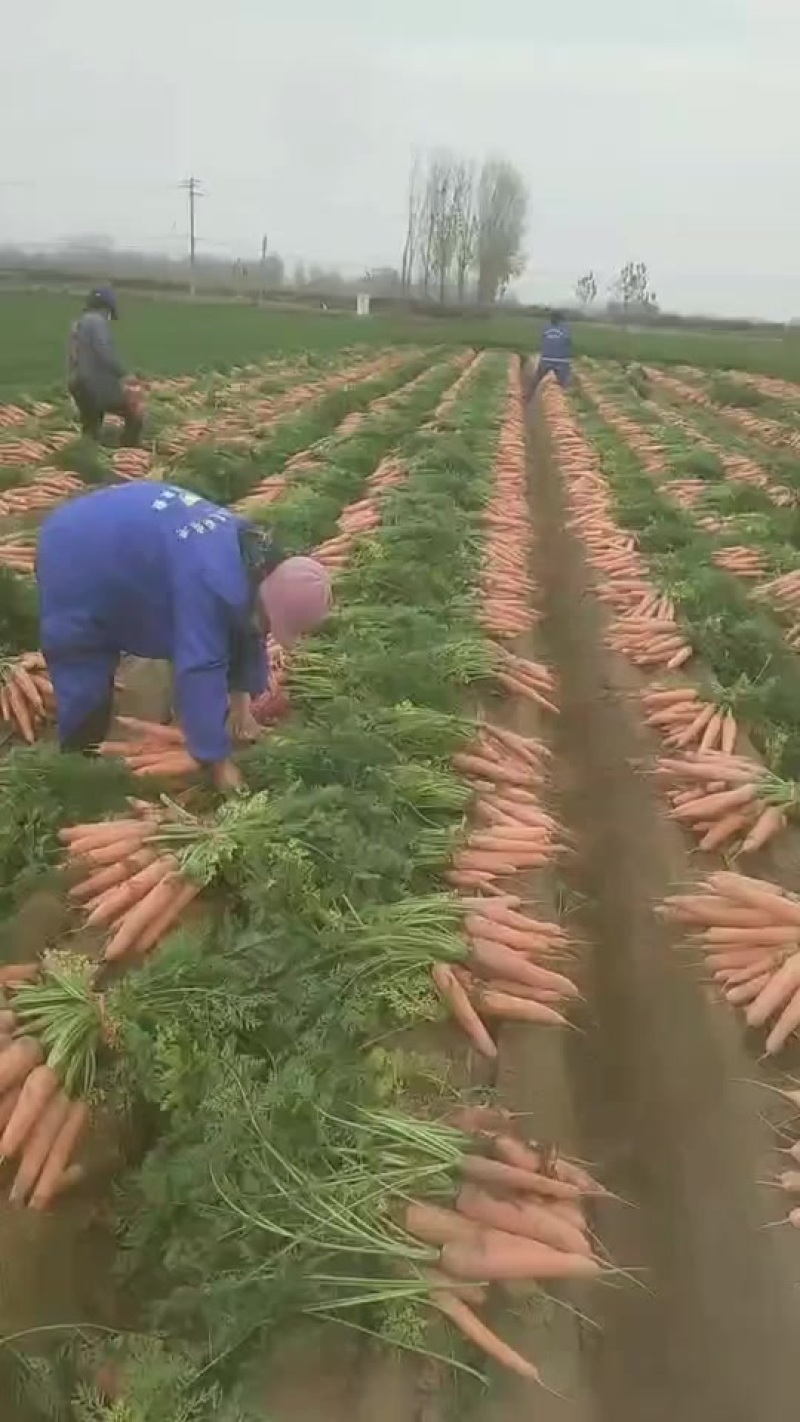 开封全壤胡萝卜。
