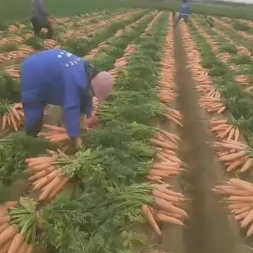 开封全壤胡萝卜。