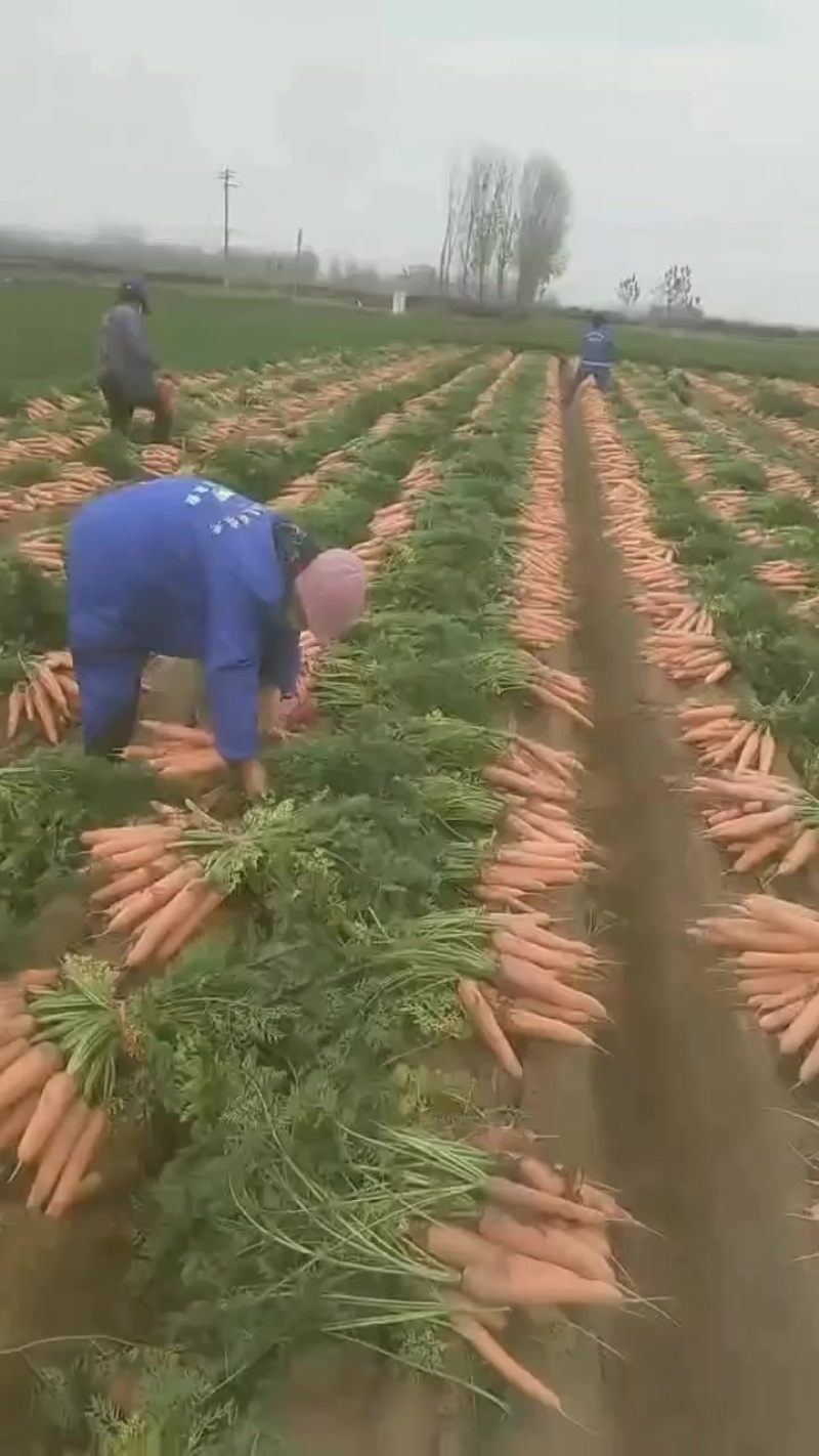 开封全壤胡萝卜。