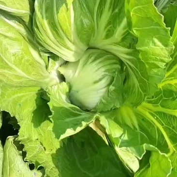 芥菜芥胆大量上市
