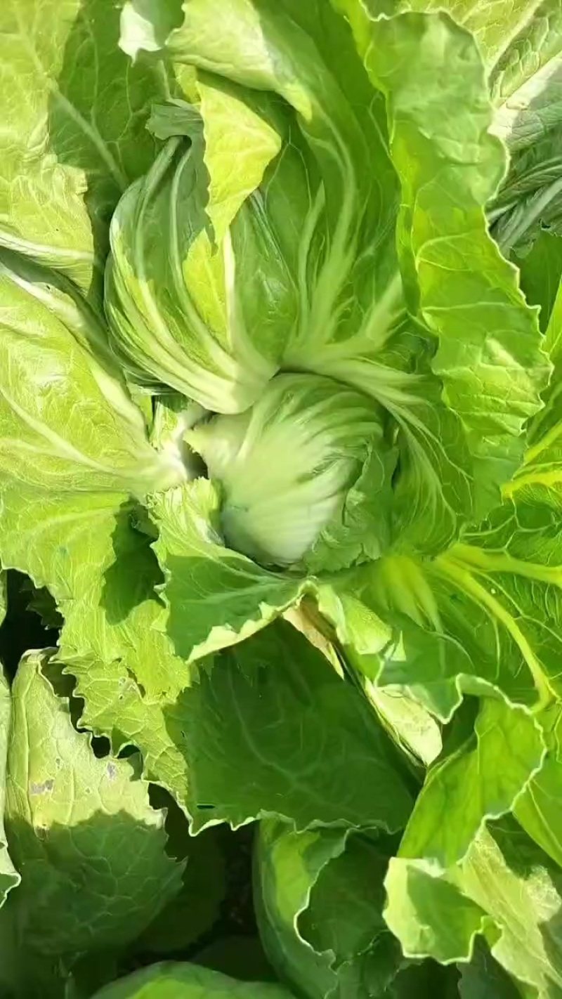 芥菜芥胆大量上市