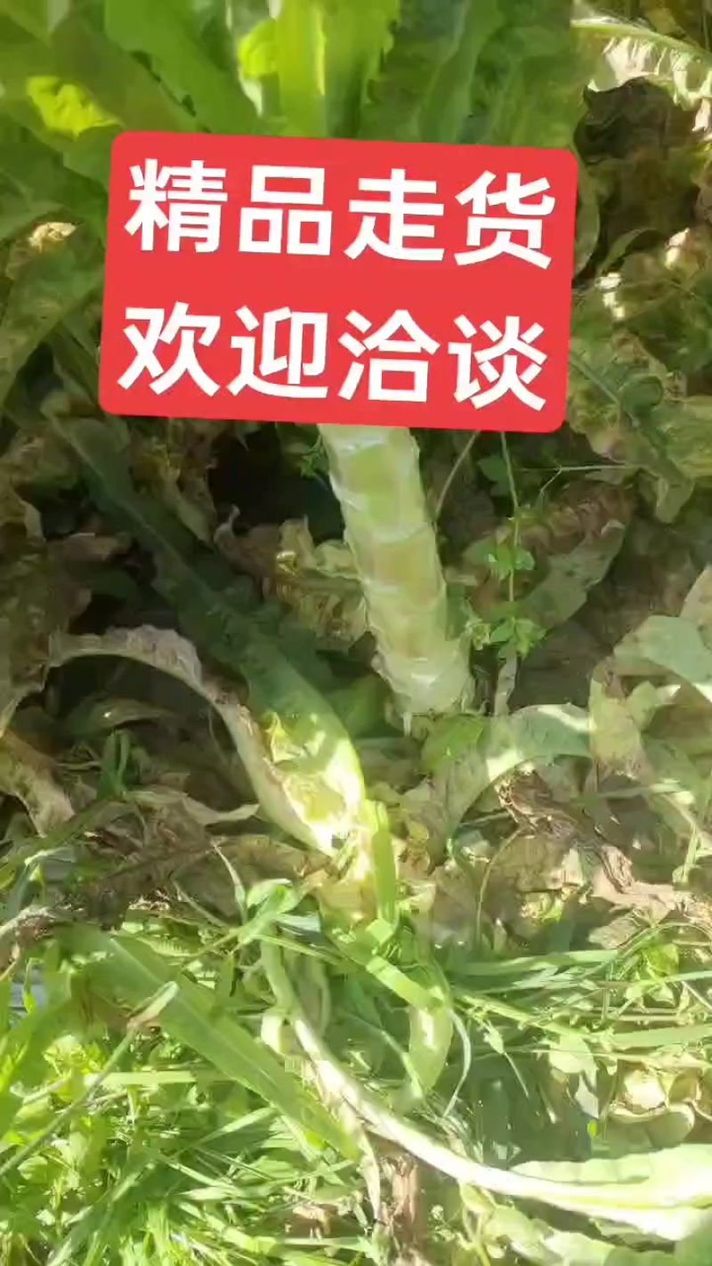 大理红尖叶莴笋