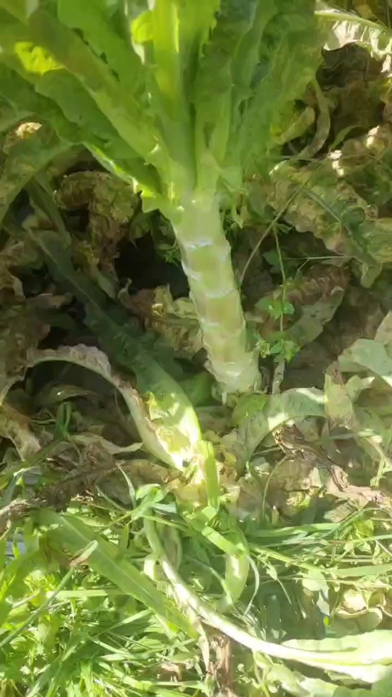 大理红尖叶莴笋