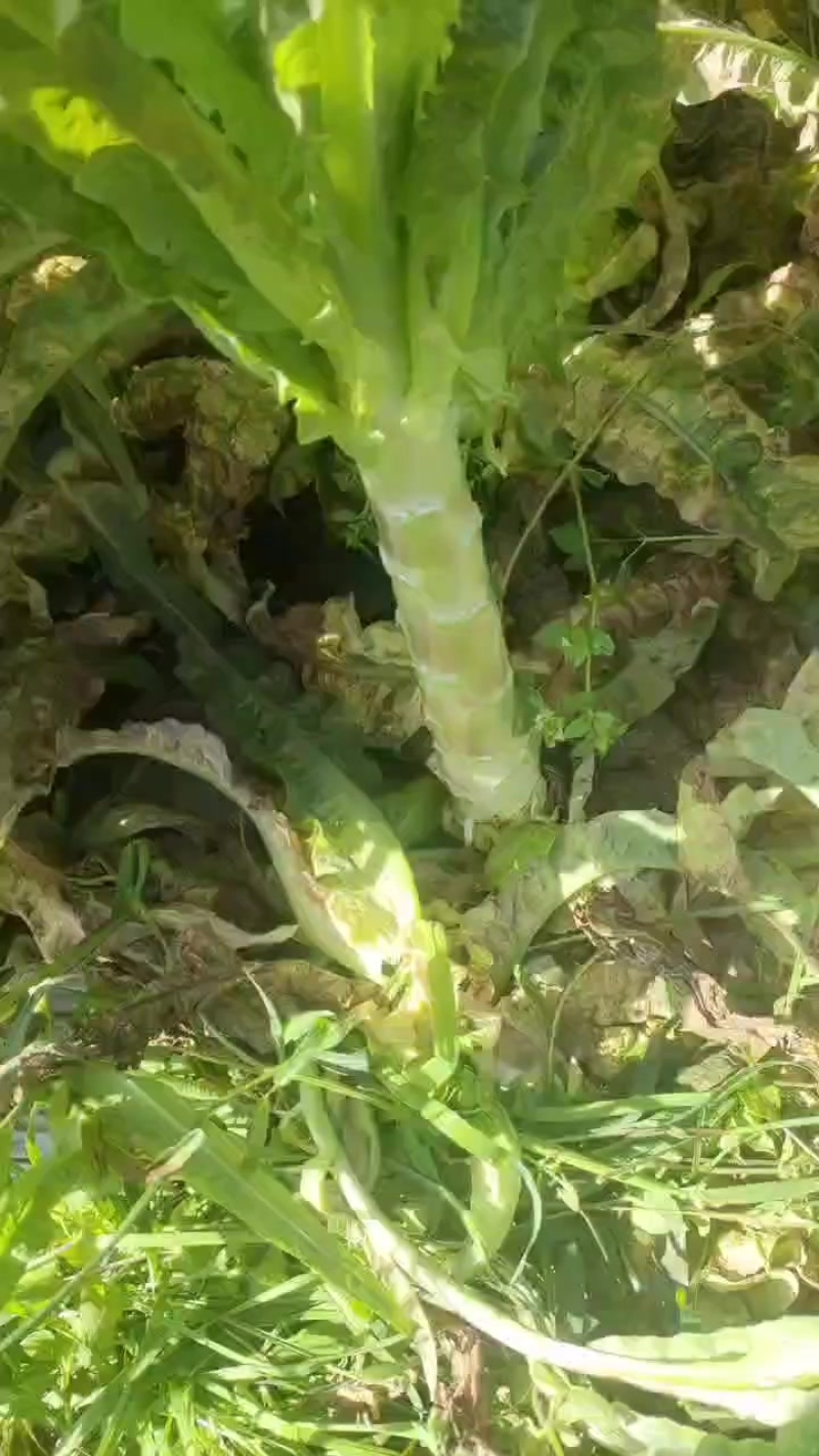 大理红尖叶莴笋