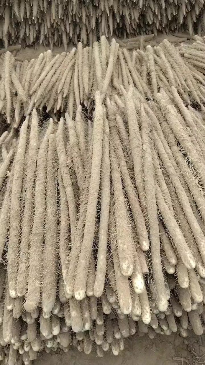 麻山药