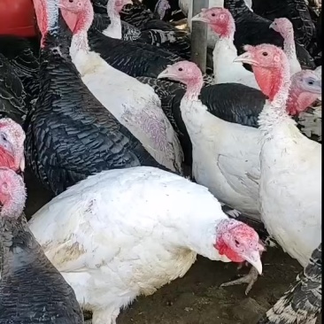 火鸡苗