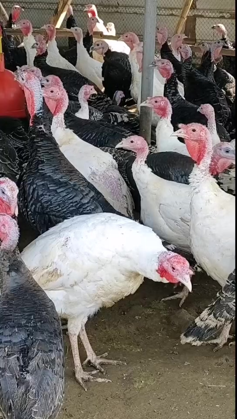 火鸡苗