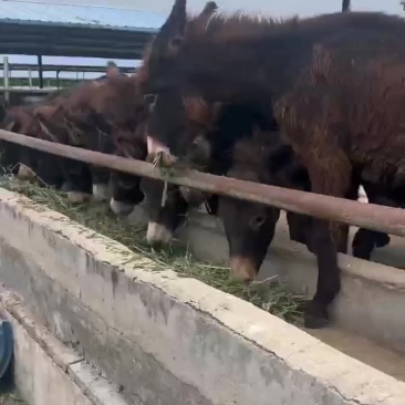 肉驴苗