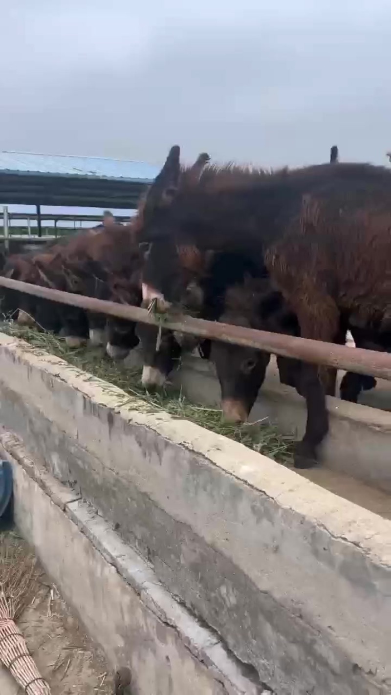 肉驴苗