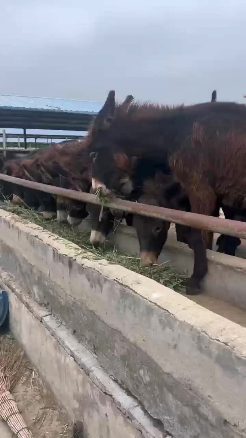 肉驴苗