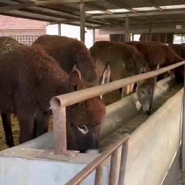 肉驴苗
