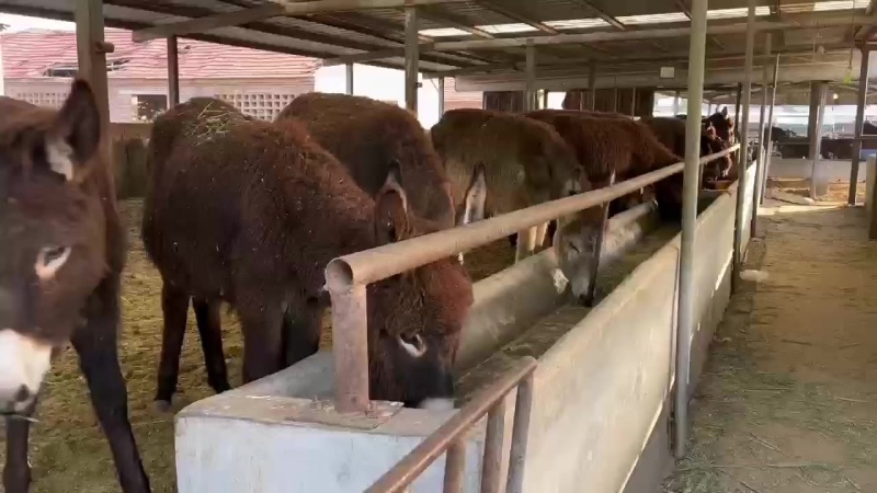 肉驴苗