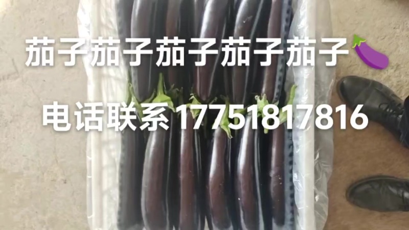 茄子/精品/框装/通货/二级货/三级货/主营茄子，超市