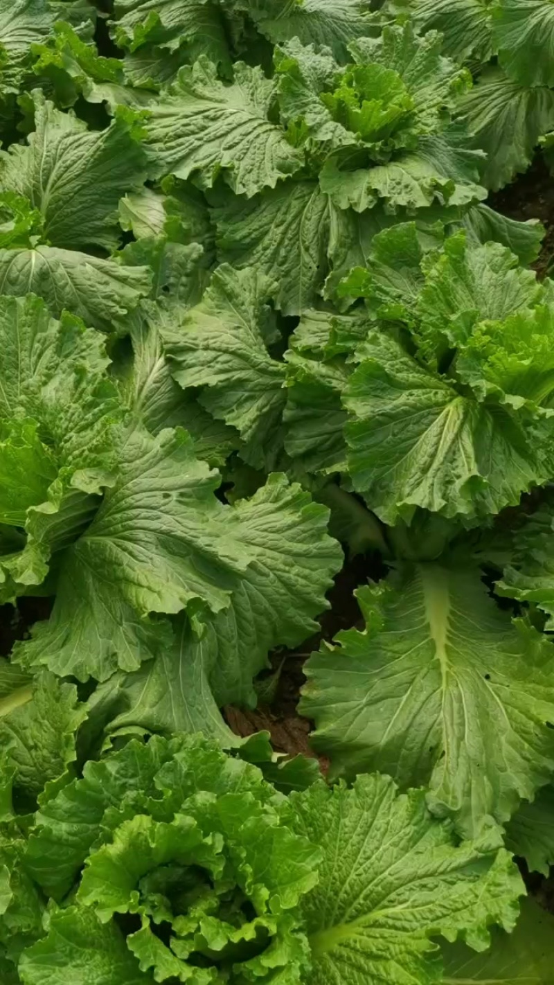竹筒白菜