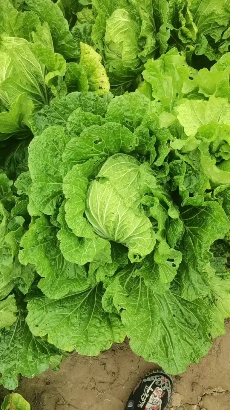 大白菜