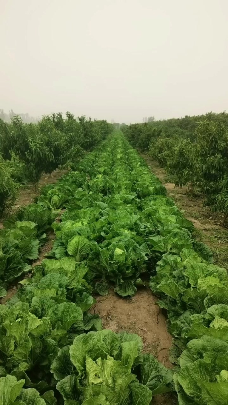大白菜