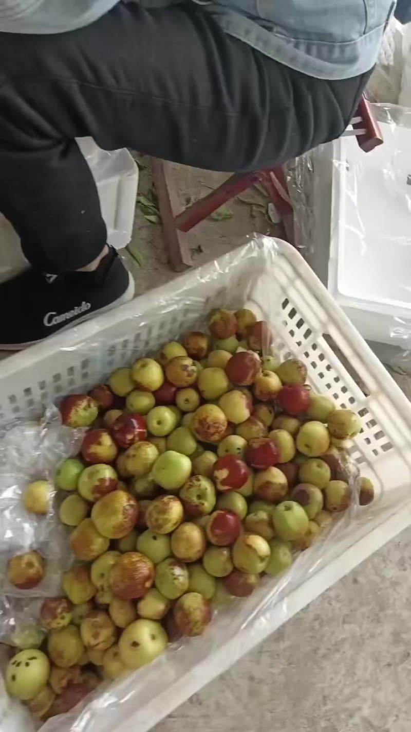 沾化冬枣